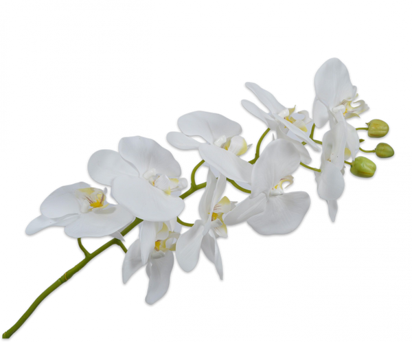 Orchid | Orchidée 100cm White