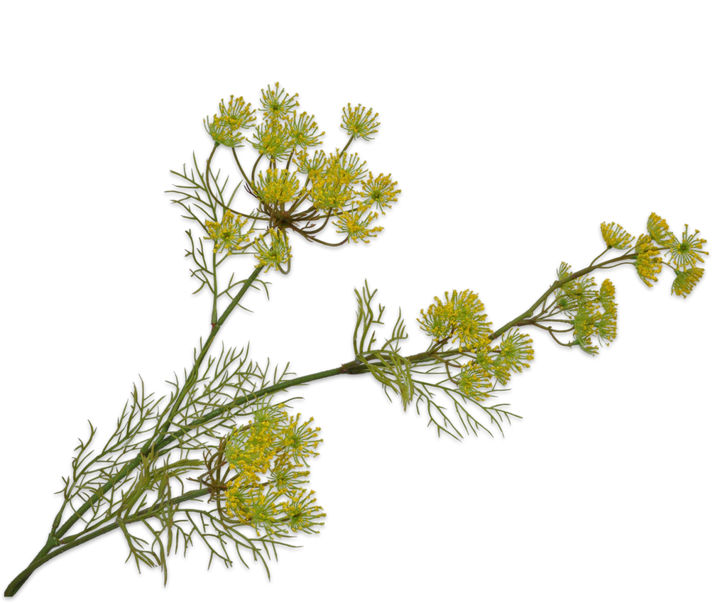 Queen Anne's Lace | Aneth 84cm Yellow