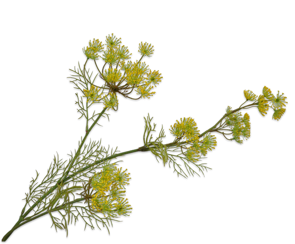 Queen Anne's Lace | Aneth 84cm Yellow