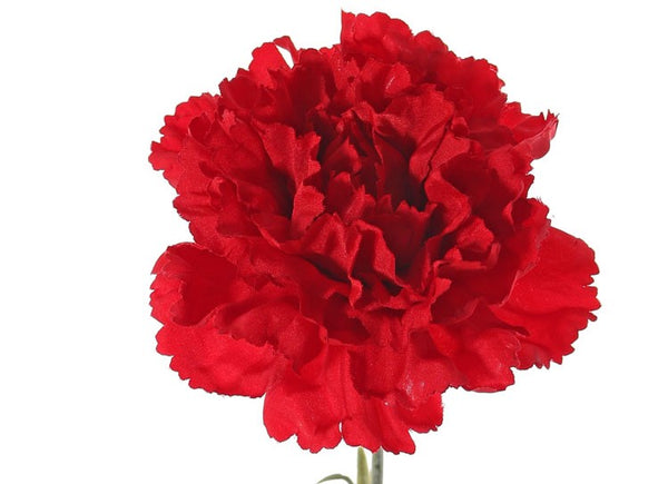 Dianthus | Œillet 60cm Red