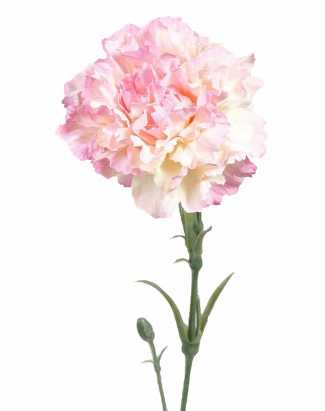 Dianthus | Œillet 60cm Pink