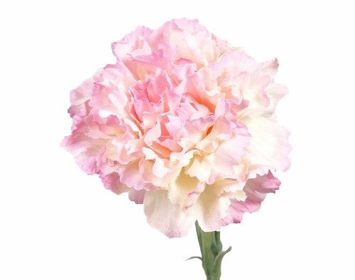 Dianthus | Œillet 60cm Pink