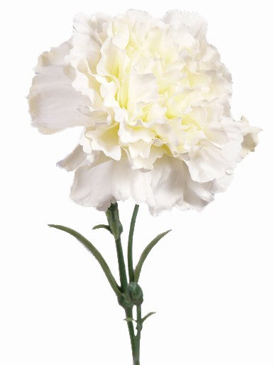 Dianthus | Œillet 60cm White