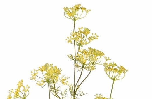 Dill | Aneth Graveolens 78cm Yellow