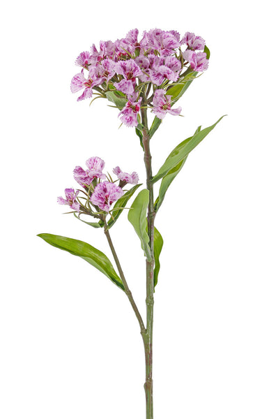 Dianthus barbatus | Œillet de poète 60cm Purple Cream