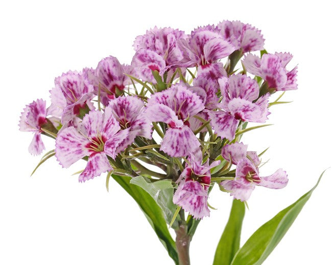 Dianthus barbatus | Œillet de poète 60cm Purple Cream