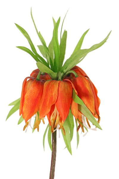 Fritillaria Imperialis 65cm Orange