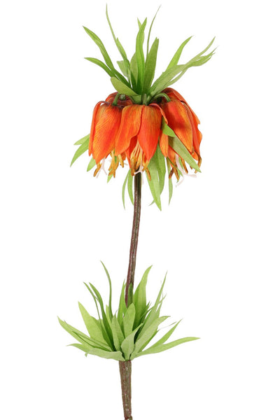 Fritillaria Imperialis 65cm Orange