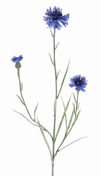 Cornflower | Bleuet 70cm Blue