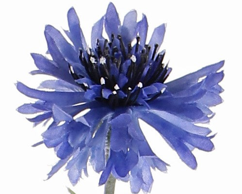 Cornflower | Bleuet 70cm Blue