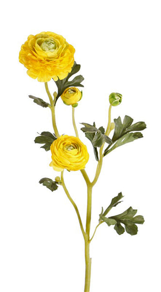 Ranunculus | Renoncule 65cm Yellow