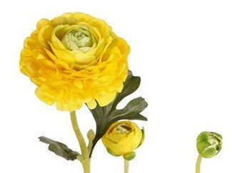 Ranunculus | Renoncule 65cm Yellow