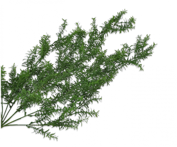 Asparagus | Asparagus 104cm Green