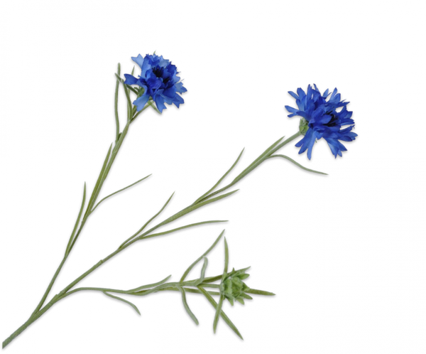 Cornflower | Bleuet 65cm Blue