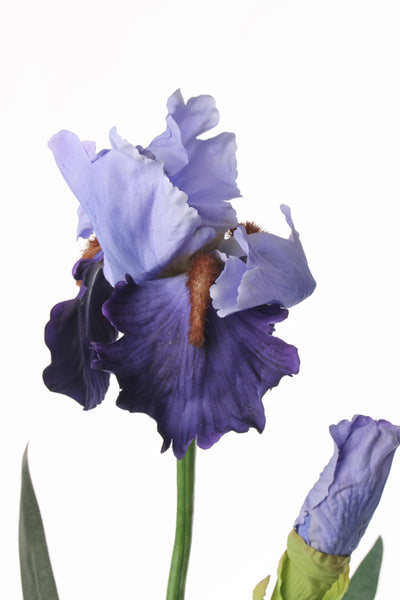 Iris 72cm Blue Purple