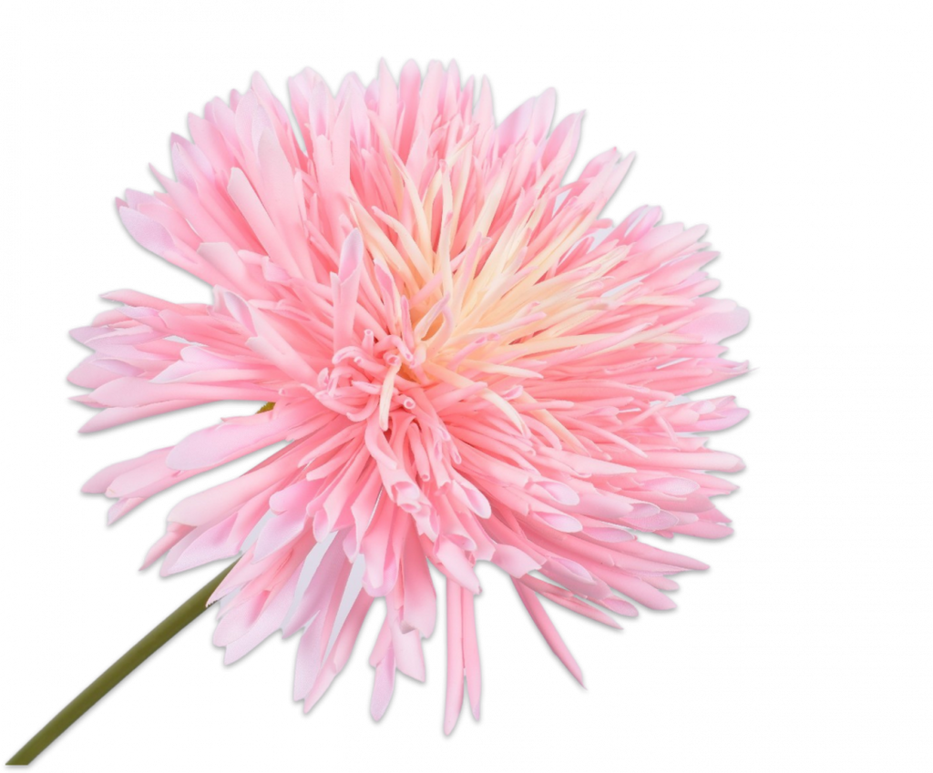 Chrysanthemum | Chrysanthème araignée 60cm Pink