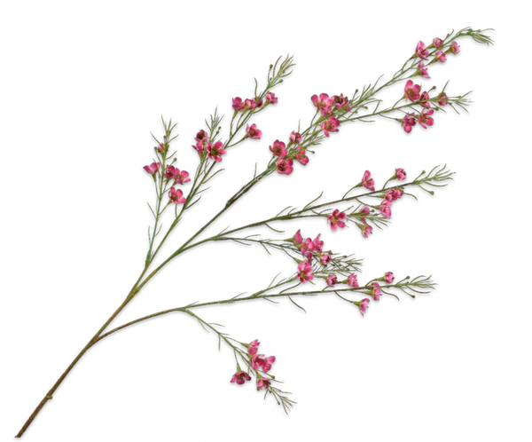 Waxflower | Chamelaucium 109cm Pink