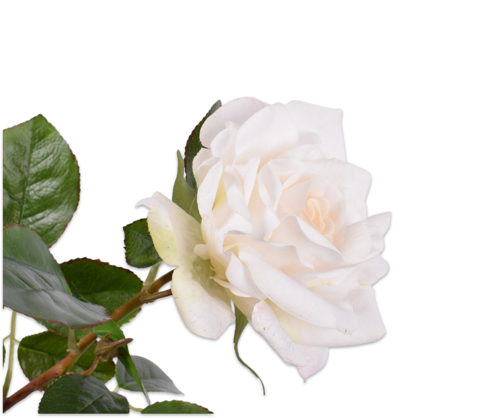 Rose 68cm White
