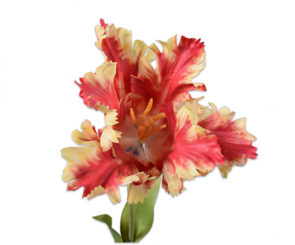 Tulip Parrot | Tulipe Perroquet 71cm Orange Yellow