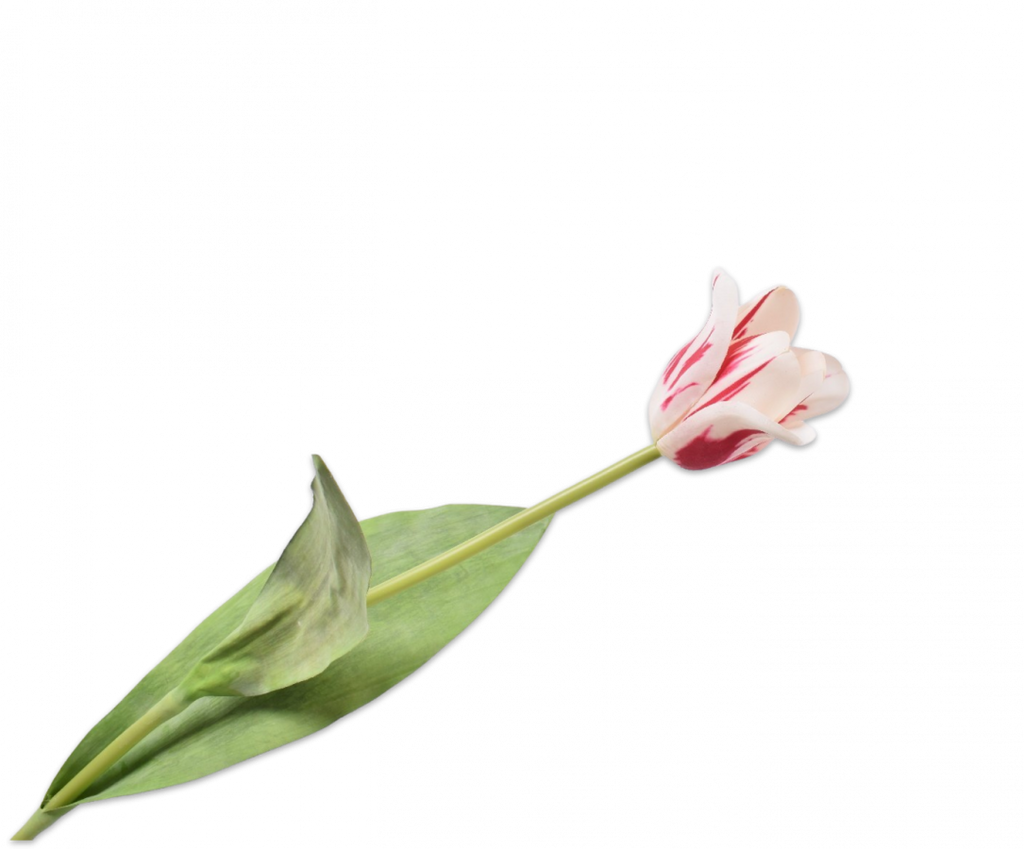 Tulip | Tulipe 61cm White Beauty