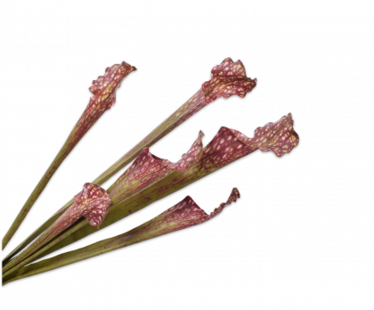 Sarracenia purpurea | Sarracénie pourpre 49cm Burgundy