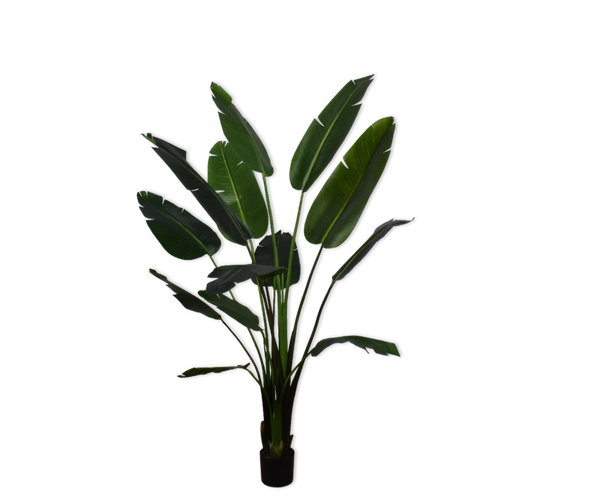 Strelitzia 182cm