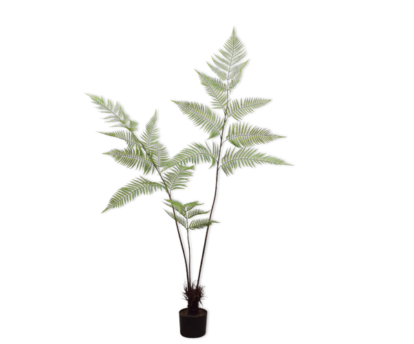 Fern | Fougère 145cm