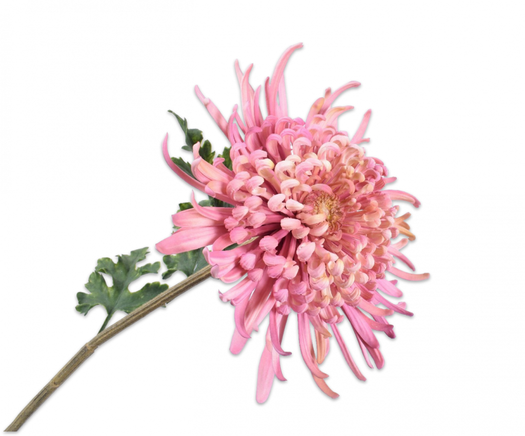 Chrysanthemum | Chrysanthème 78cm Pink