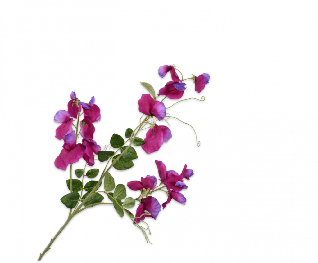 Lathyrus | Pois de senteur 73cm Beauty Violet