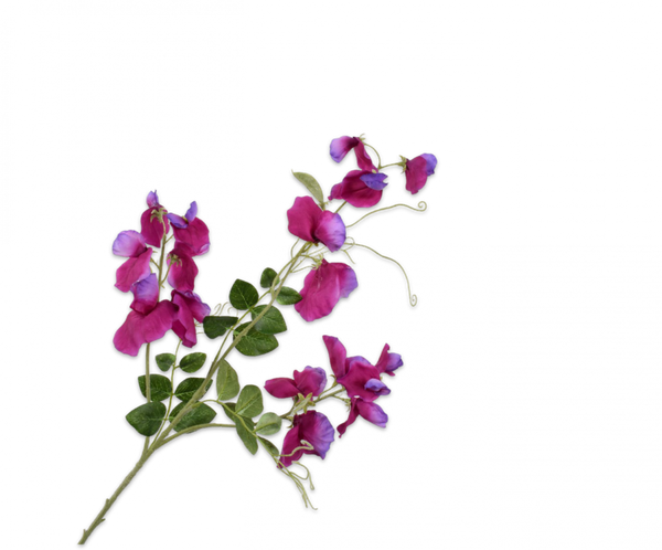 Lathyrus | Pois de senteur 73cm Beauty Violet