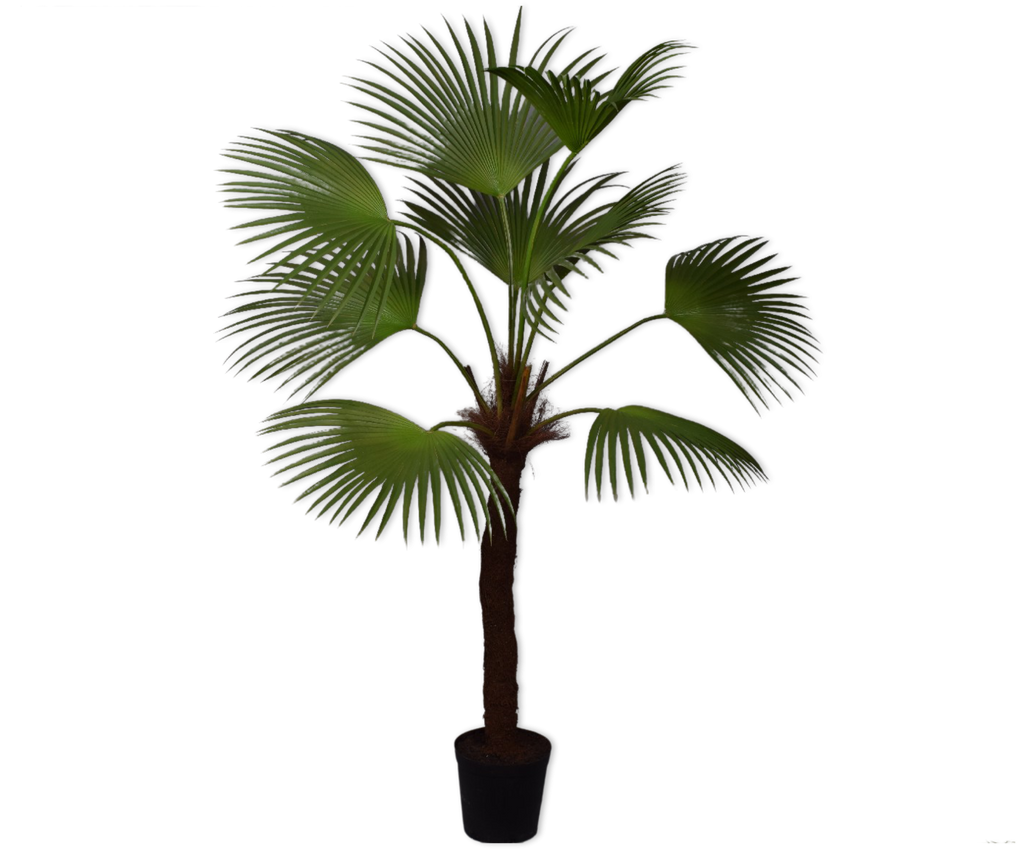 Palm | Palmier 203cm