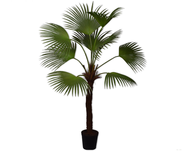 Palm | Palmier 203cm