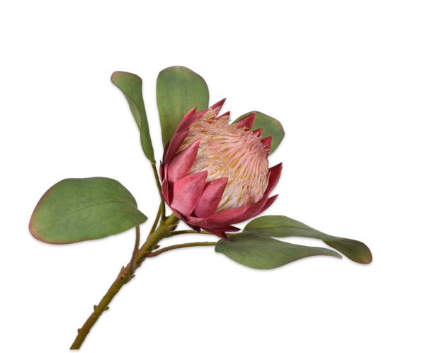 Protea 65cm Pink