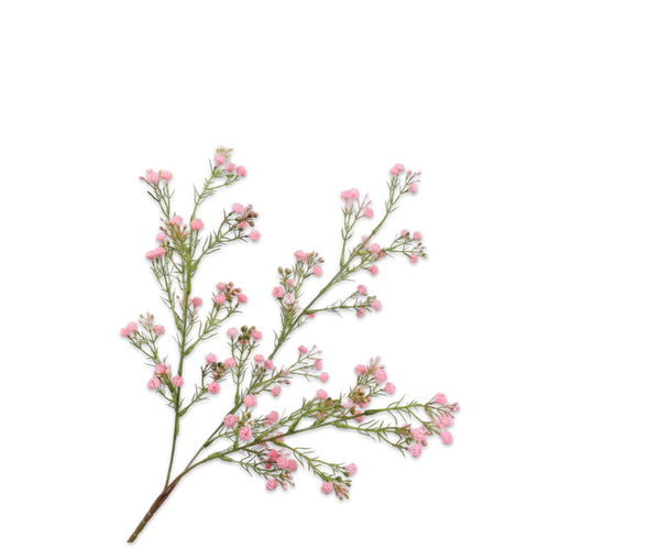 Gypsophila 70cm Pink