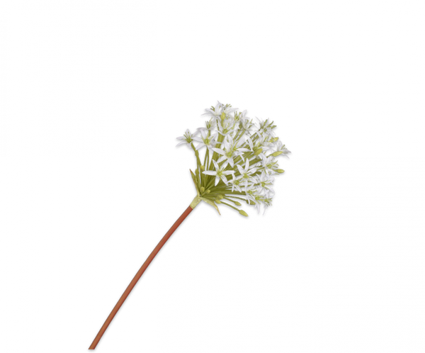 Allium 82cm White