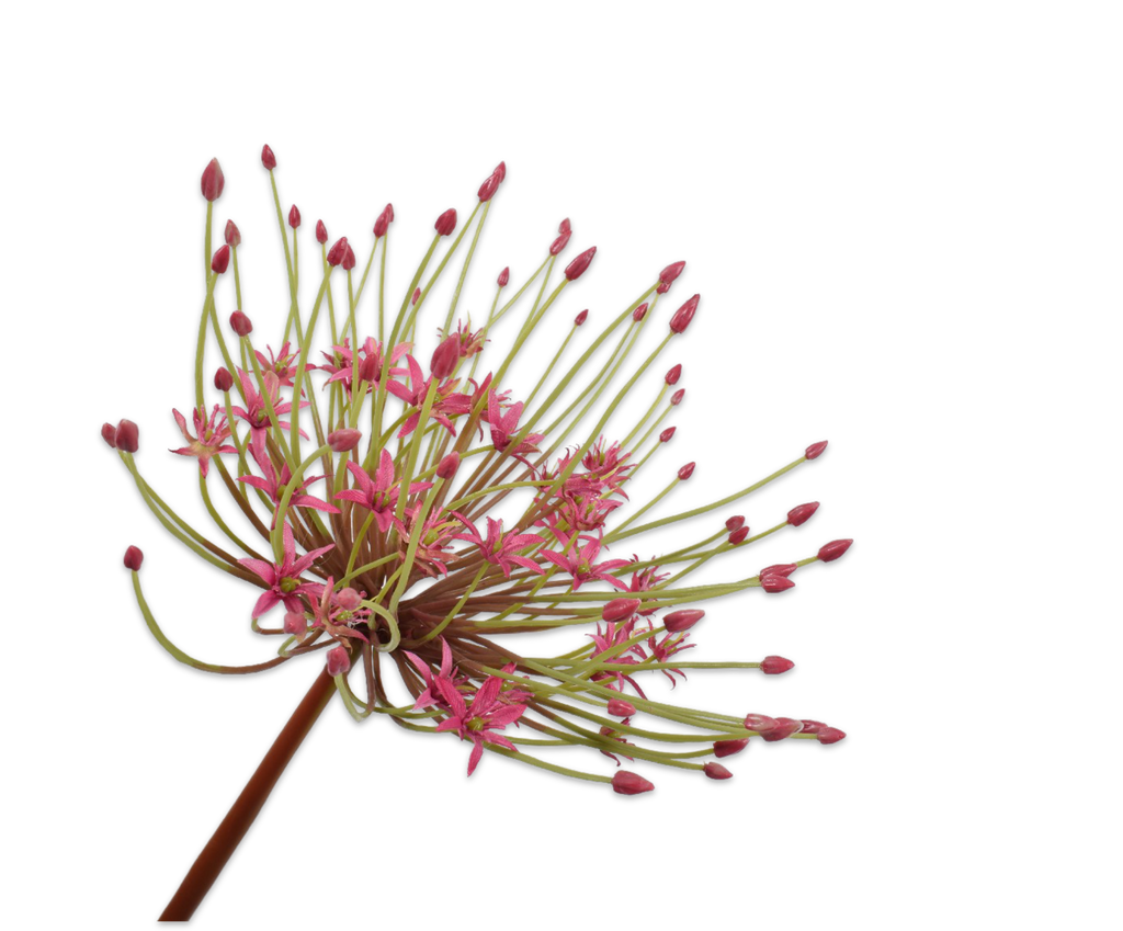 Allium 53cm Beauty