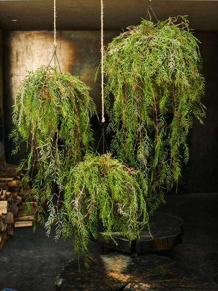 Hanging Plant | Plante suspendue 120cm Green