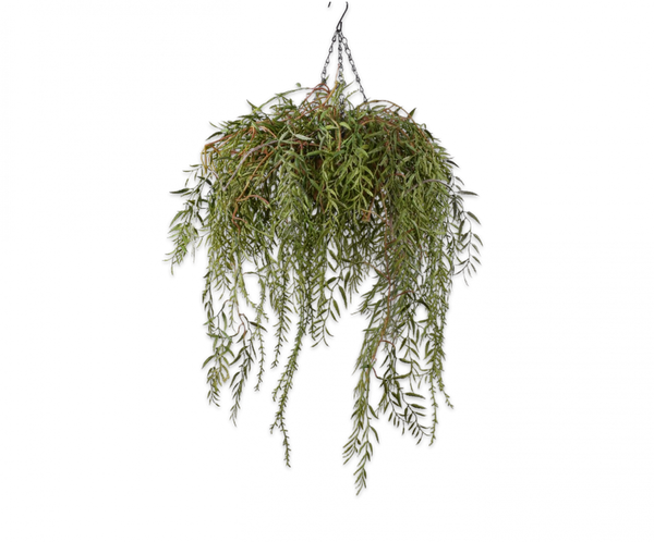 Hanging Plant | Plante suspendue 60cm Green