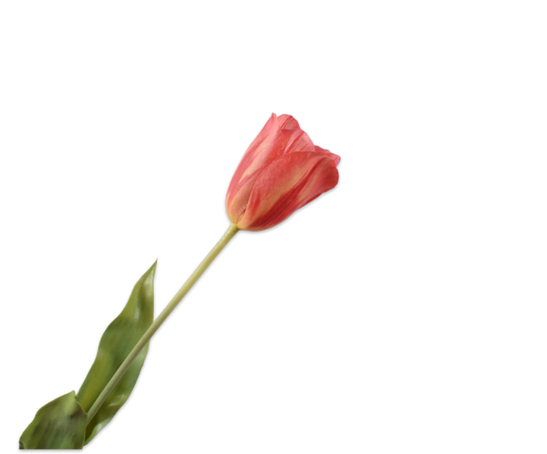 Tulip | Tulipe 72cm Red Yellow
