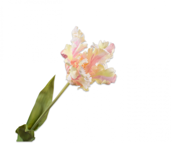 Tulip Parrot | Tulipe Perroquet 71cm Cream Pink