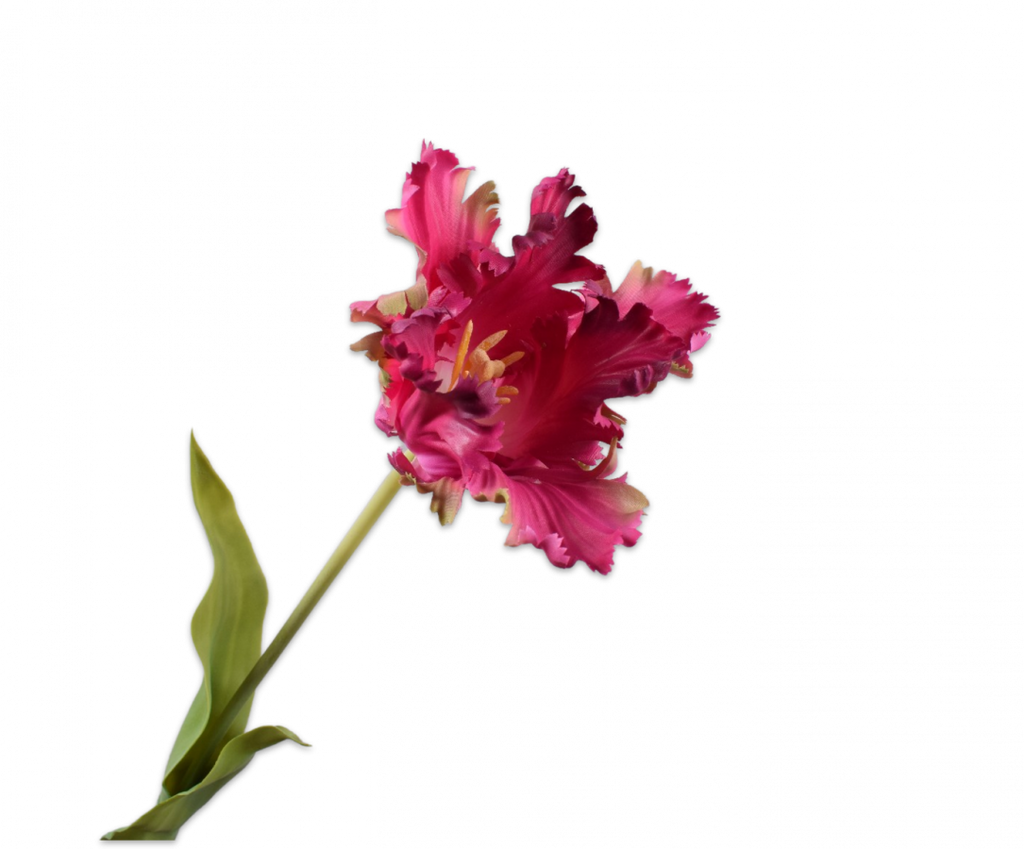 Tulip Parrot | Tulipe Perroquet 71cm Purple Pink