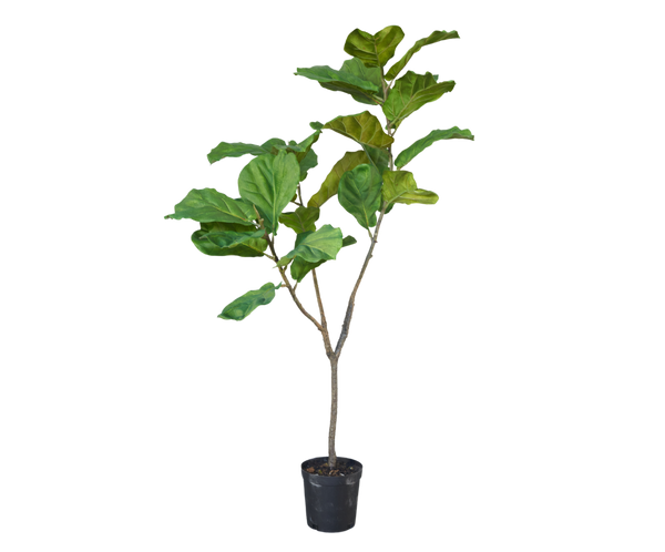 Ficus 151cm