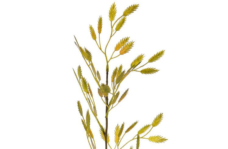 Woodoats | Chasmanthium latifolium 90cm Green