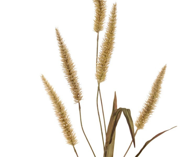 Pennisetum Grass | Herbe 134cm Brown Green