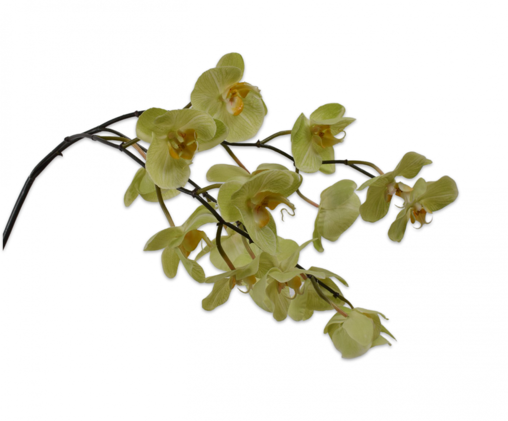 Orchid | Orchidée 110cm Green