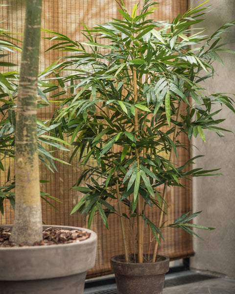 Bamboo 183cm