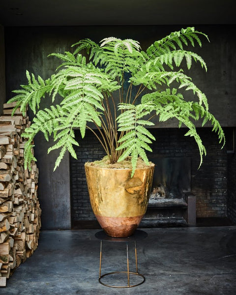 Fern | Fougère 156cm