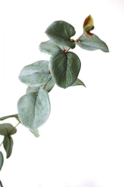 Eucalyptus 85cm Grey Green