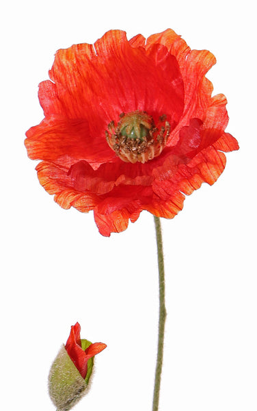 Poppy | Pavot Coquelicot 70cm Red
